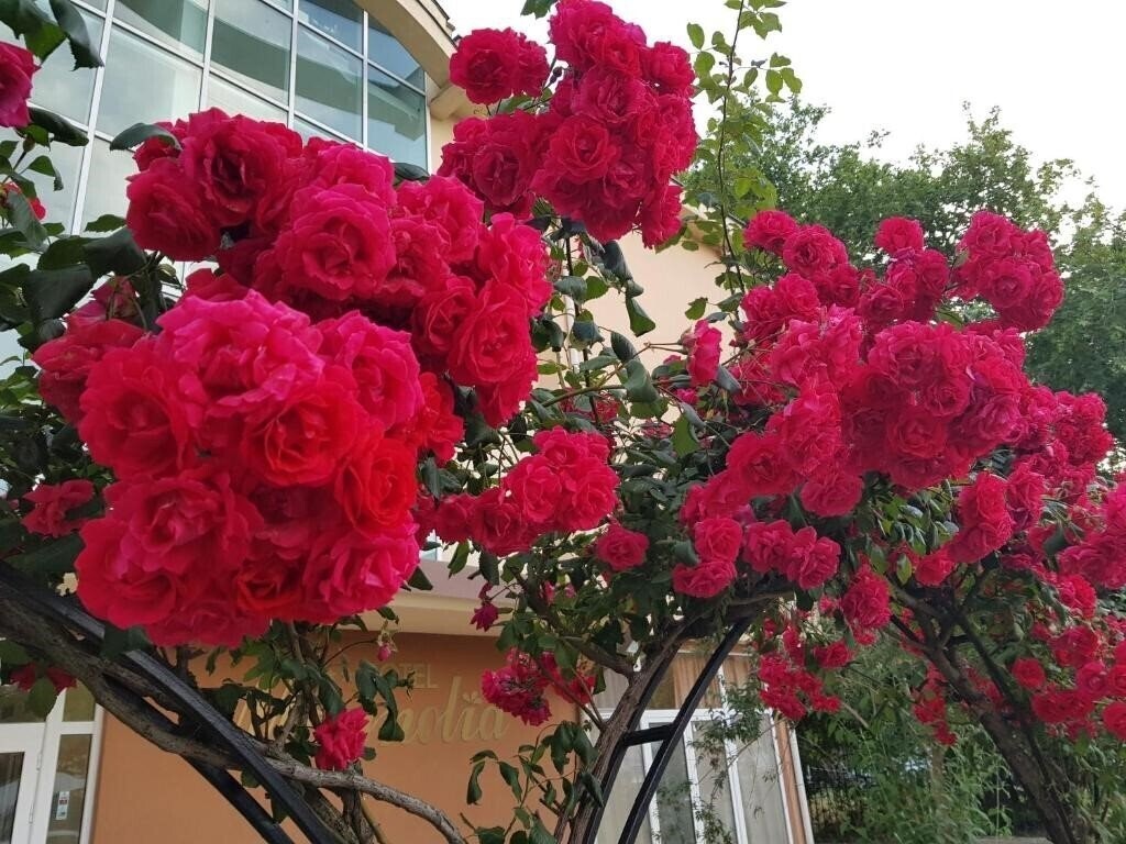 Изображение Magnolia Sunny Beach 2*