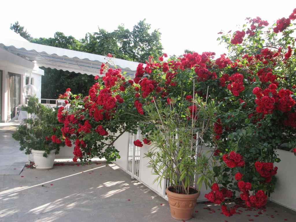 Изображение Horizont 2*