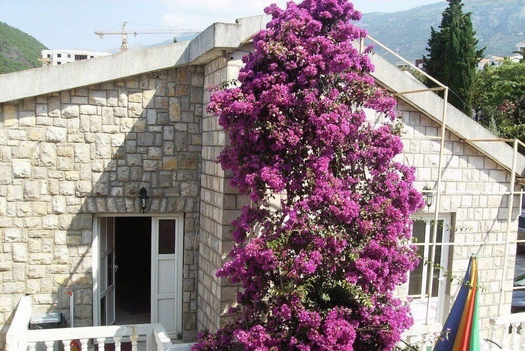 Отель Djordjevic Apartments 1*