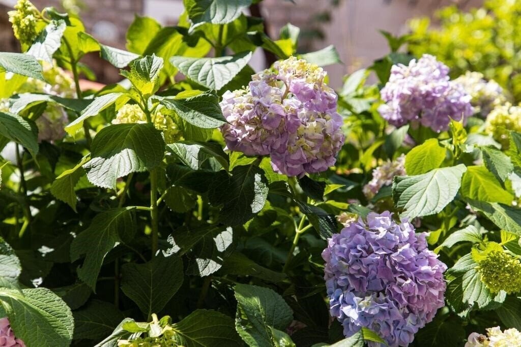 Фотография APARTMENTS KALA VERDE (ex. Nikolic ) 3*