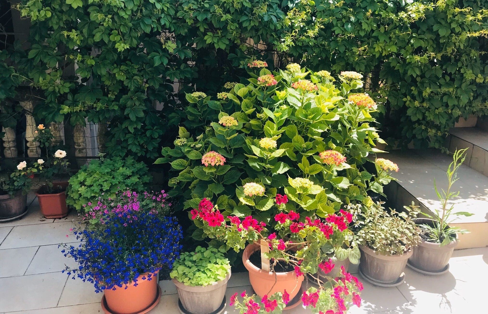 Картинка Rihtor New Villa 3*