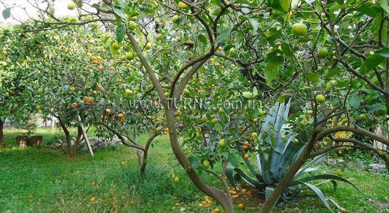 Фотография Apartament Knezevic 4*