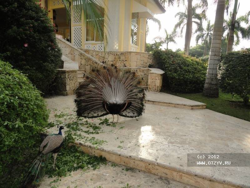 Изображение Barcelo Capella Beach 4*