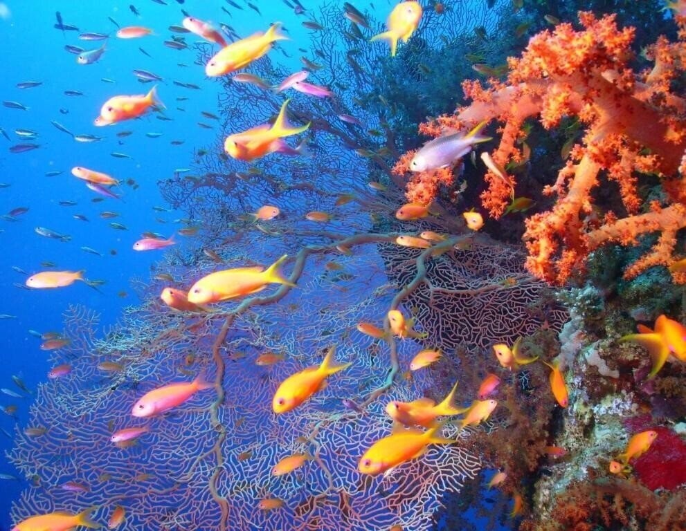 Картинка Ali Pasha 3*