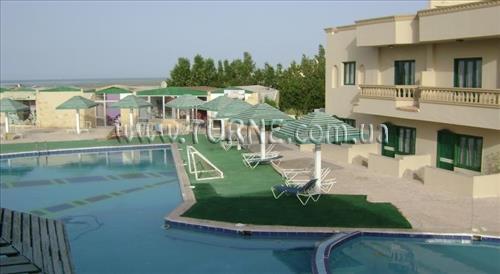 Изображение Nefertiti Sun Flower 4*