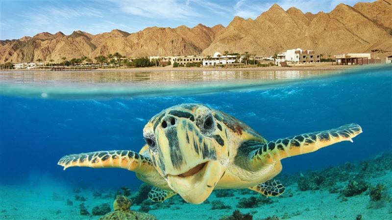 Фотография Tez Express 5* Aqua Park Resort Hrg 5*