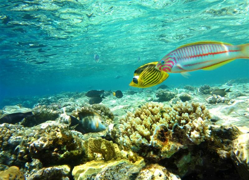 Картинка Tez Express 5* Aqua Park Resort Hrg 5*