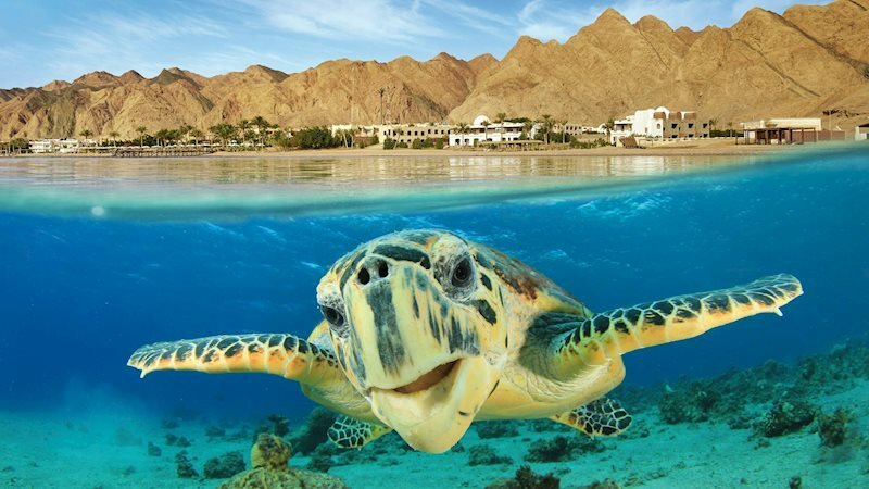 Фотография Roulette 4* Aquapark Hurghada 4*