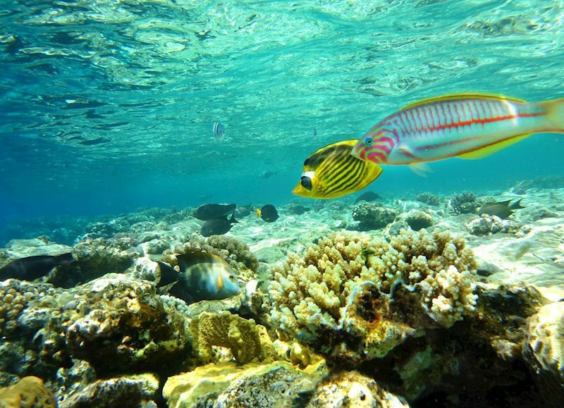 Картинка Fortune Hurghada 4 4*