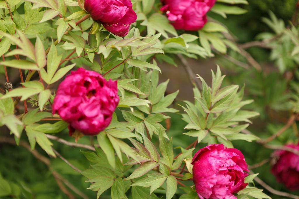 Отель Hotel Aurbacher 3*