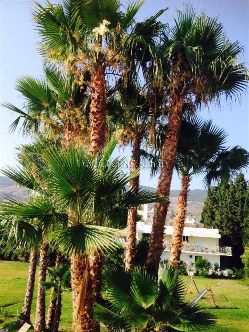 Фотография Olga Paradise 3*