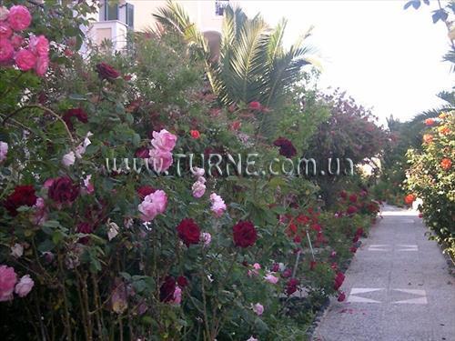 Картинка Aelia by Eltheon 3*