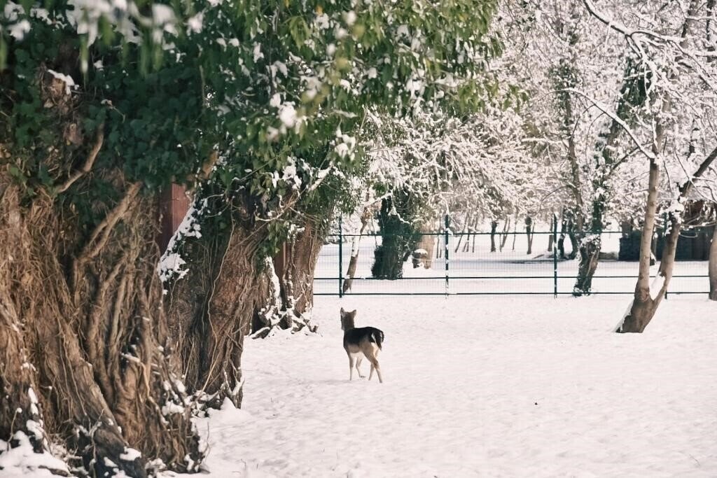 Фотография Lopota Lake Resort 5*