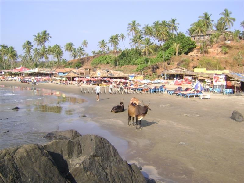 Фото Kartik Resort (ex. Anagha) 2*