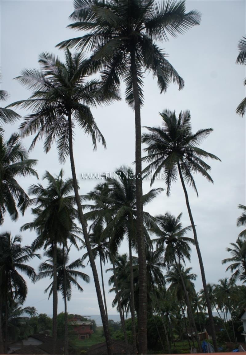 Изображение Shiva Seaside 1*