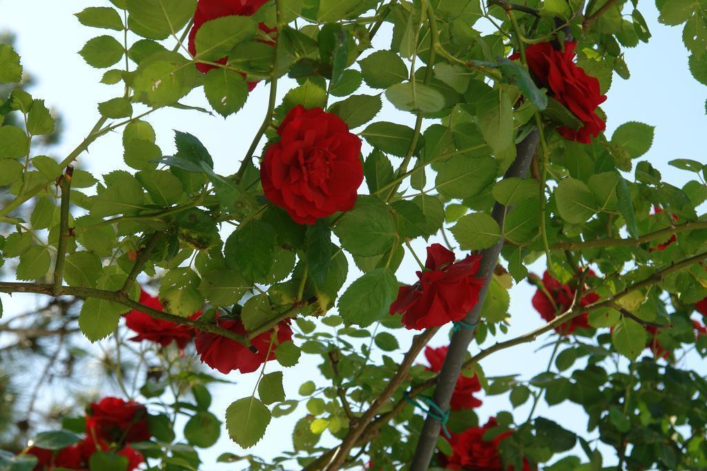 Картинка Hotel Greif 5*