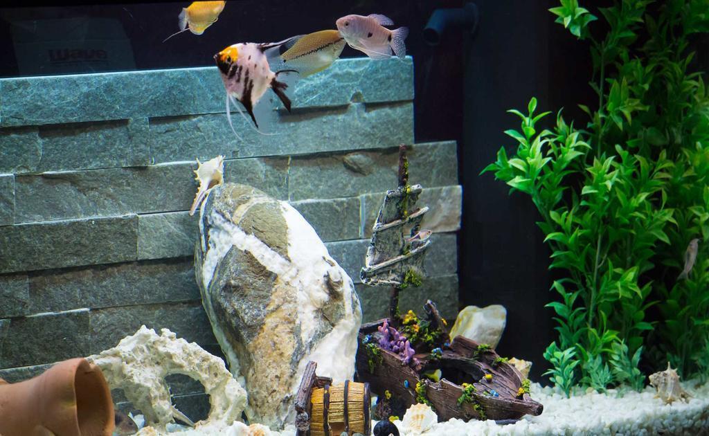 Фото Delle Palme 3*