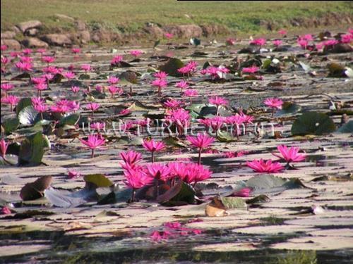 Отель Intercontinental, Пномпень 5*