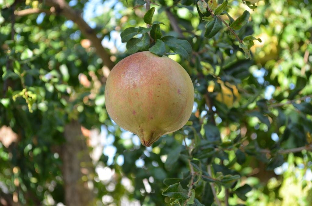 Изображение Traditional Village Houses Skarinou 3*