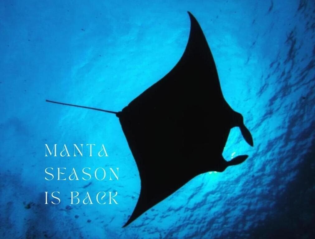 Отель Origami Inn Himandhoo Guest House гостиный двор