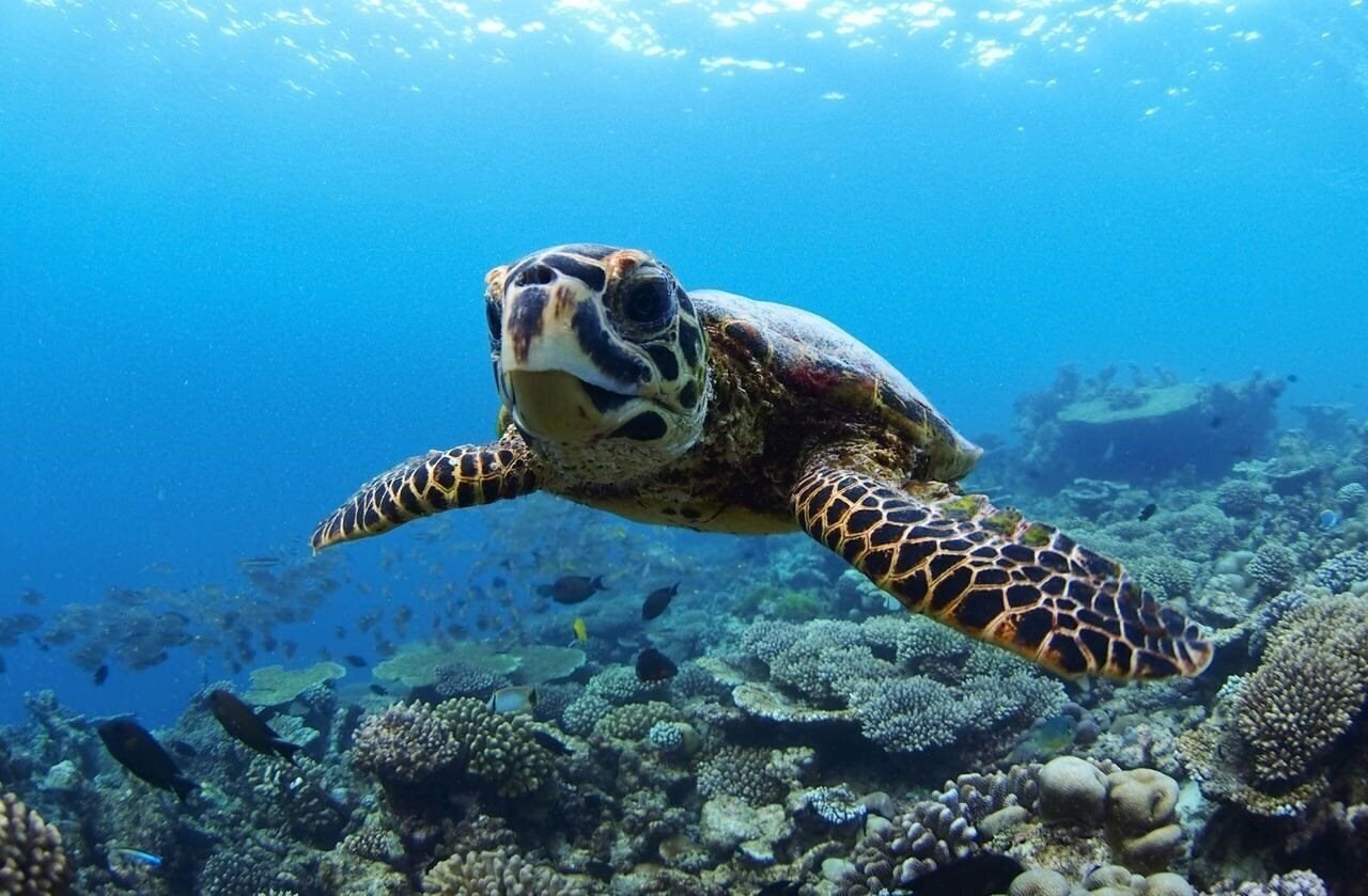 Фото Four Seasons Resort Maldives at Landaa Giraavaru (ex. Four Seasons Resort at Landaa Giraavaru) 5*