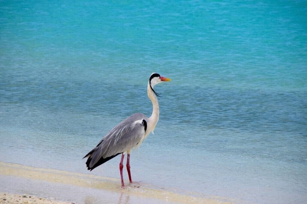 Изображение Makunudu Island Resort 4*