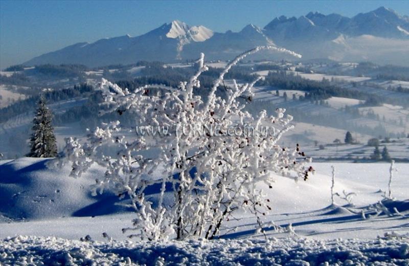 Отель Helena Zakopane Harenda апартаменты