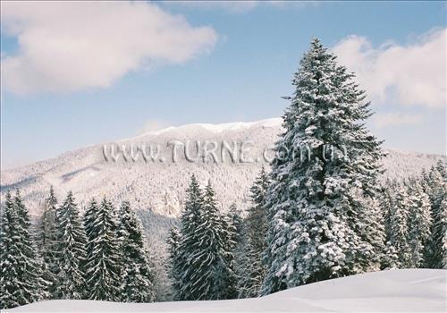 Картинка Ursuletul 3*