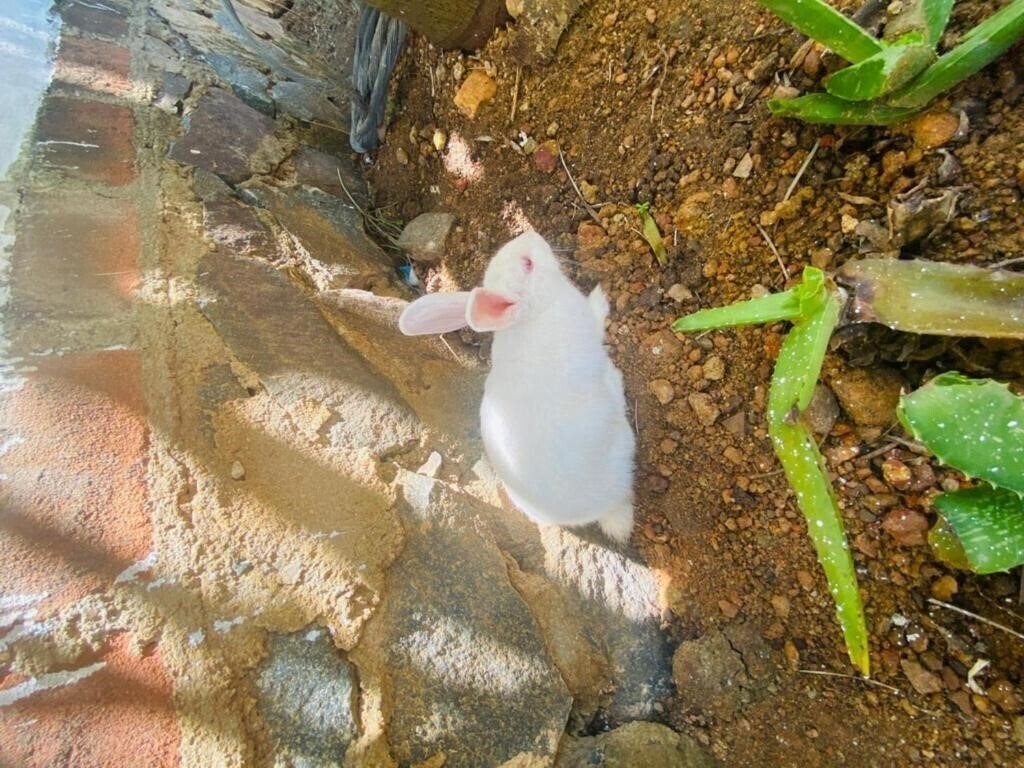 Картинка Liyanage Resort 2*