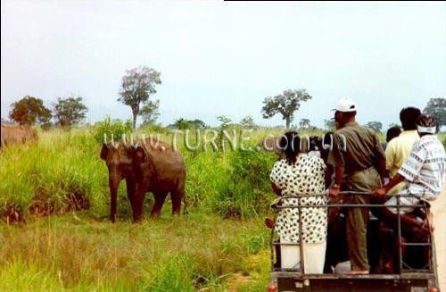 Фото Ranweli Holiday Village 4*