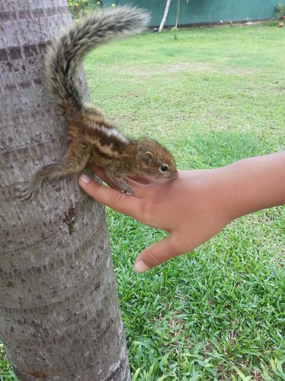 Картинка Weligama Ocean Breeze 2*