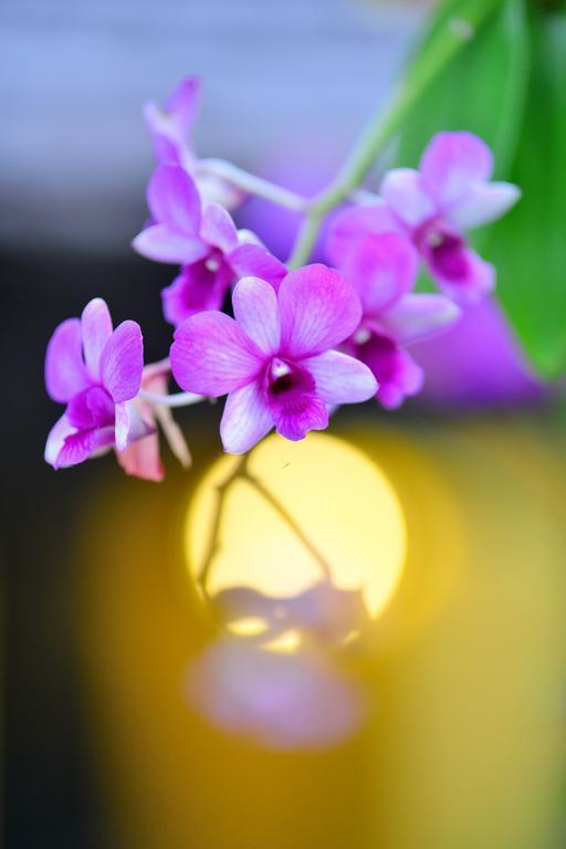 Картинка Supatra Hua Hin Resort 4*