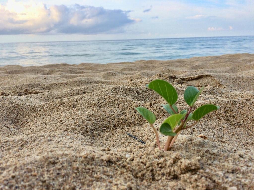 Фотография White Sand Beach 2*
