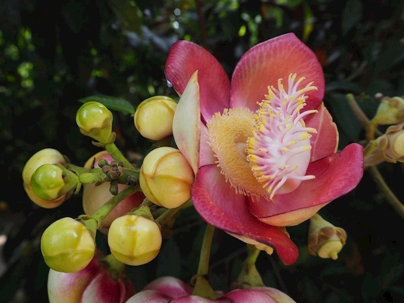 Картинка Baanpanwa Resort 3*