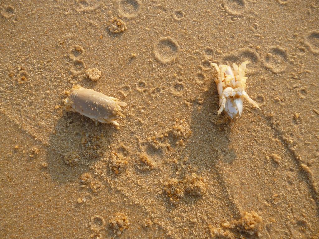 Фото Bangtao Beach Chalet 4*