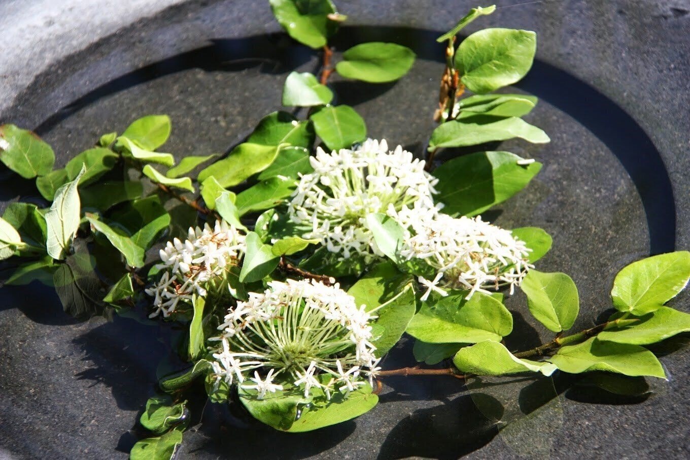 Картинка Muang Kulay Pan 3*