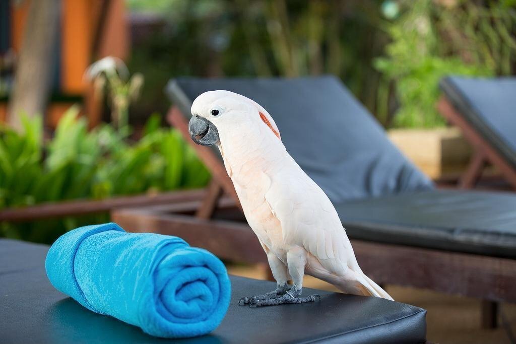 Картинка Pinnacle Samui Resort & SPA 3*