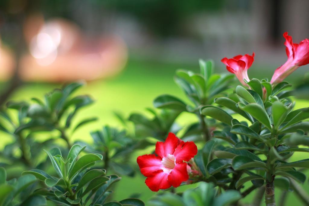 Фотография Tropicana Pattaya 3*