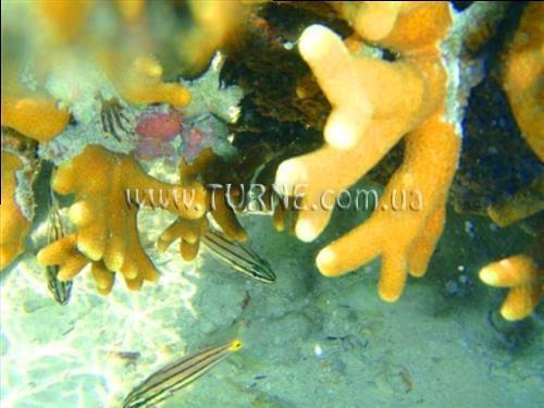 Фотография Bellevue Guesthouse Zanzibar гостиный двор