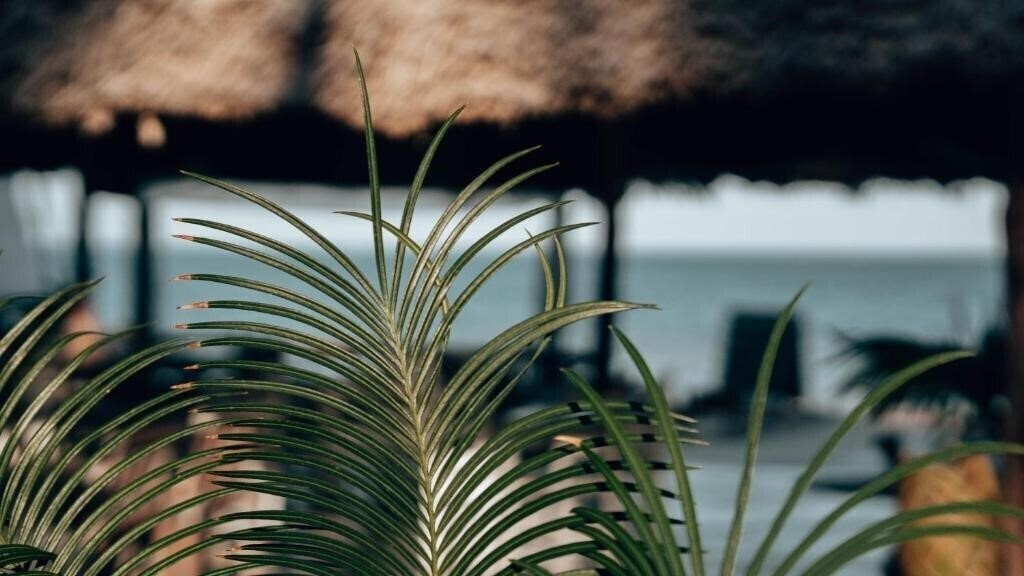 Картинка Sahari Zanzibar 3*