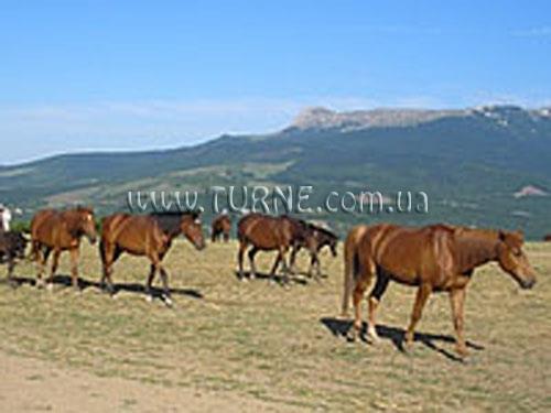 Изображение Аллюр отель без категории